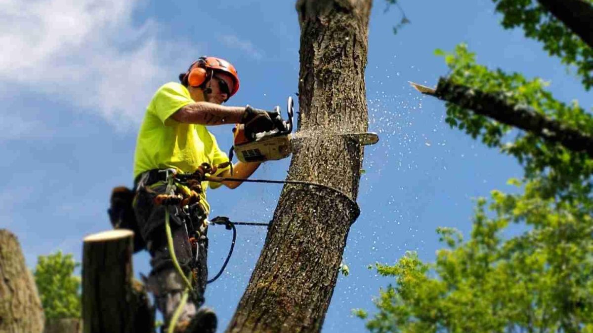 Cost-Effective Solutions for Tree Removal