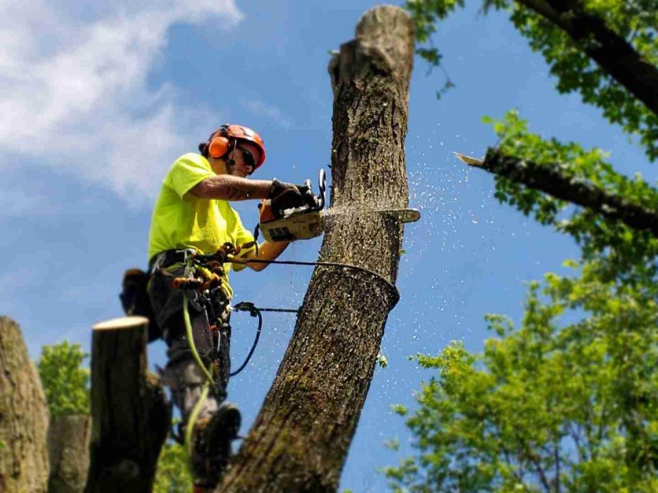 Cost-Effective Solutions for Tree Removal