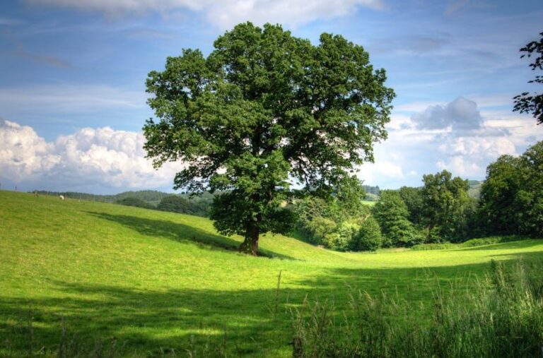 Trees and Their Role in Water Conservation - Simpsons Tree Service