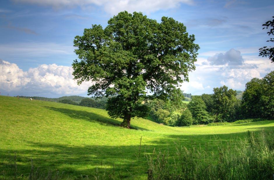 Trees and Their Role in Water Conservation