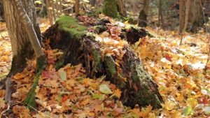 Stump Removal and Landscaping: Making Space for New Growth