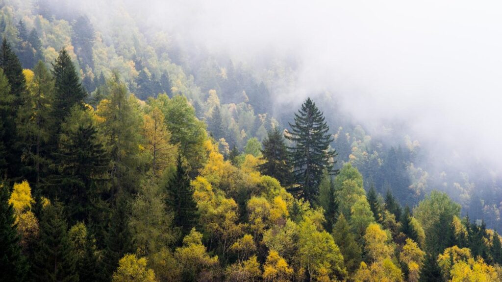 The Importance of Trees in Urban Planning