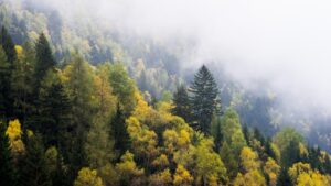 The Importance of Trees in Urban Planning