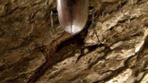 Stump Removal: Environmental Benefits and Drawbacks