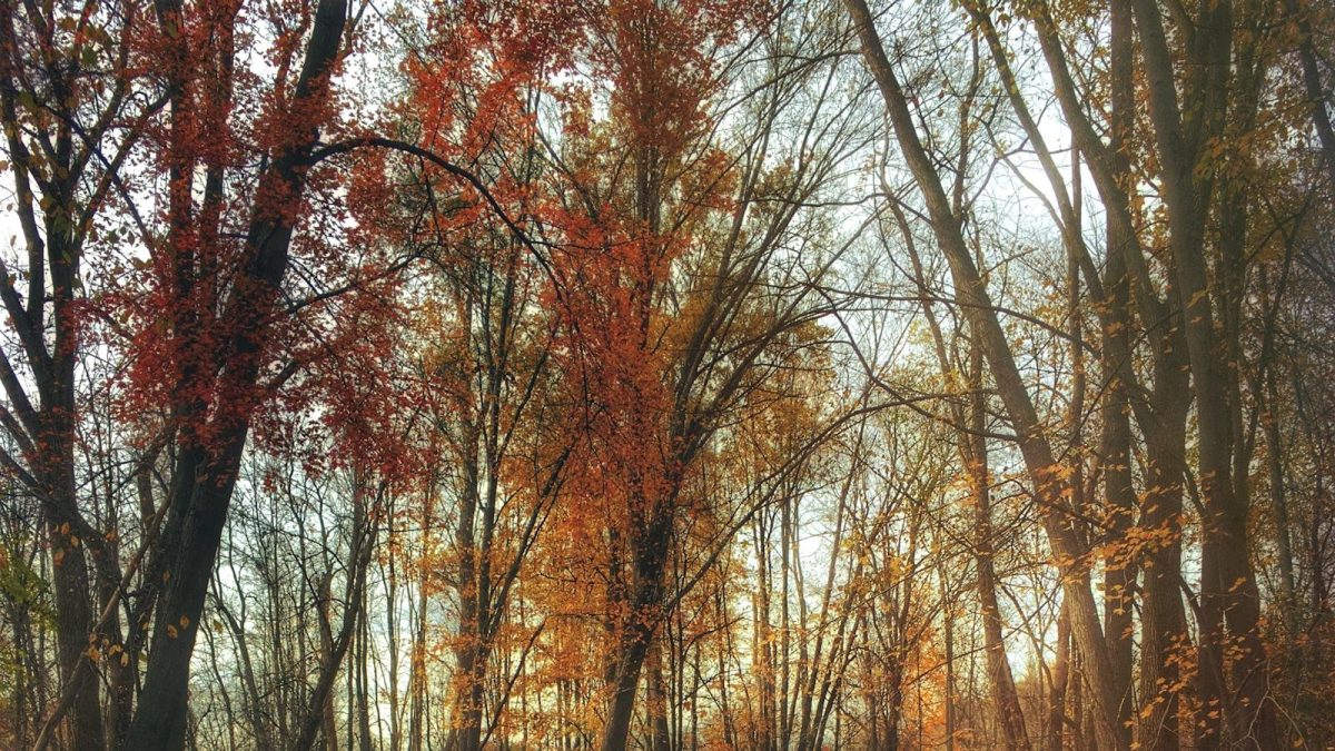 Trees as Natural Air Conditioners