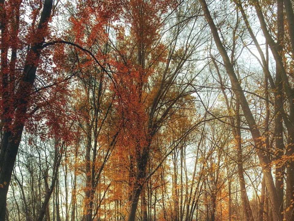 Trees as Natural Air Conditioners