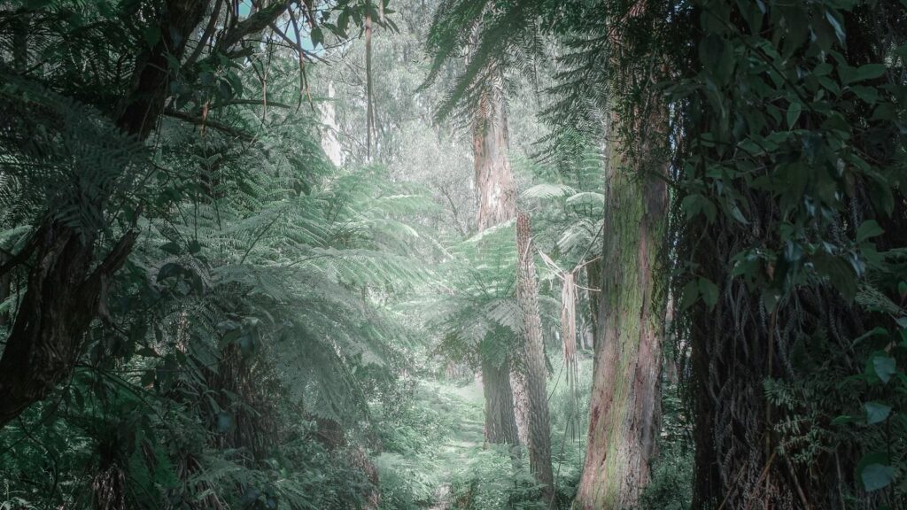 Tree Photography Tips