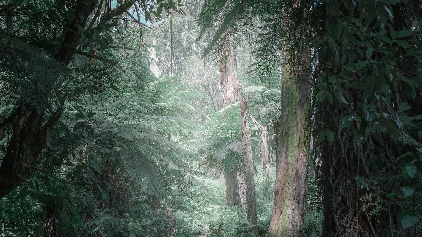 Tree Photography Tips