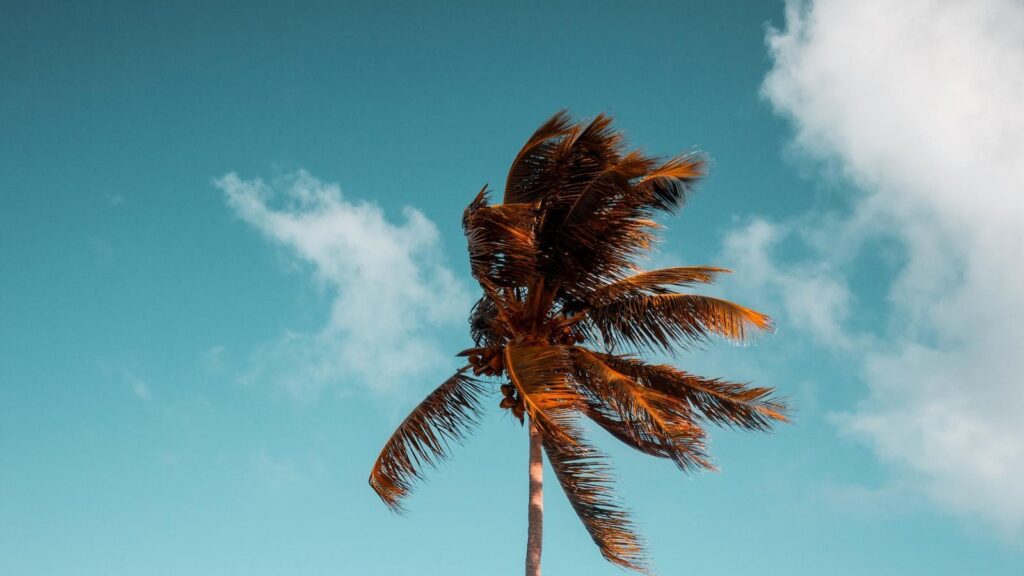 Tree Council Permits: A Guide for Environmental Compliance