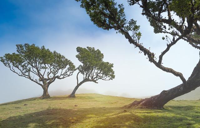 The Use of Trees in Traditional Medicine