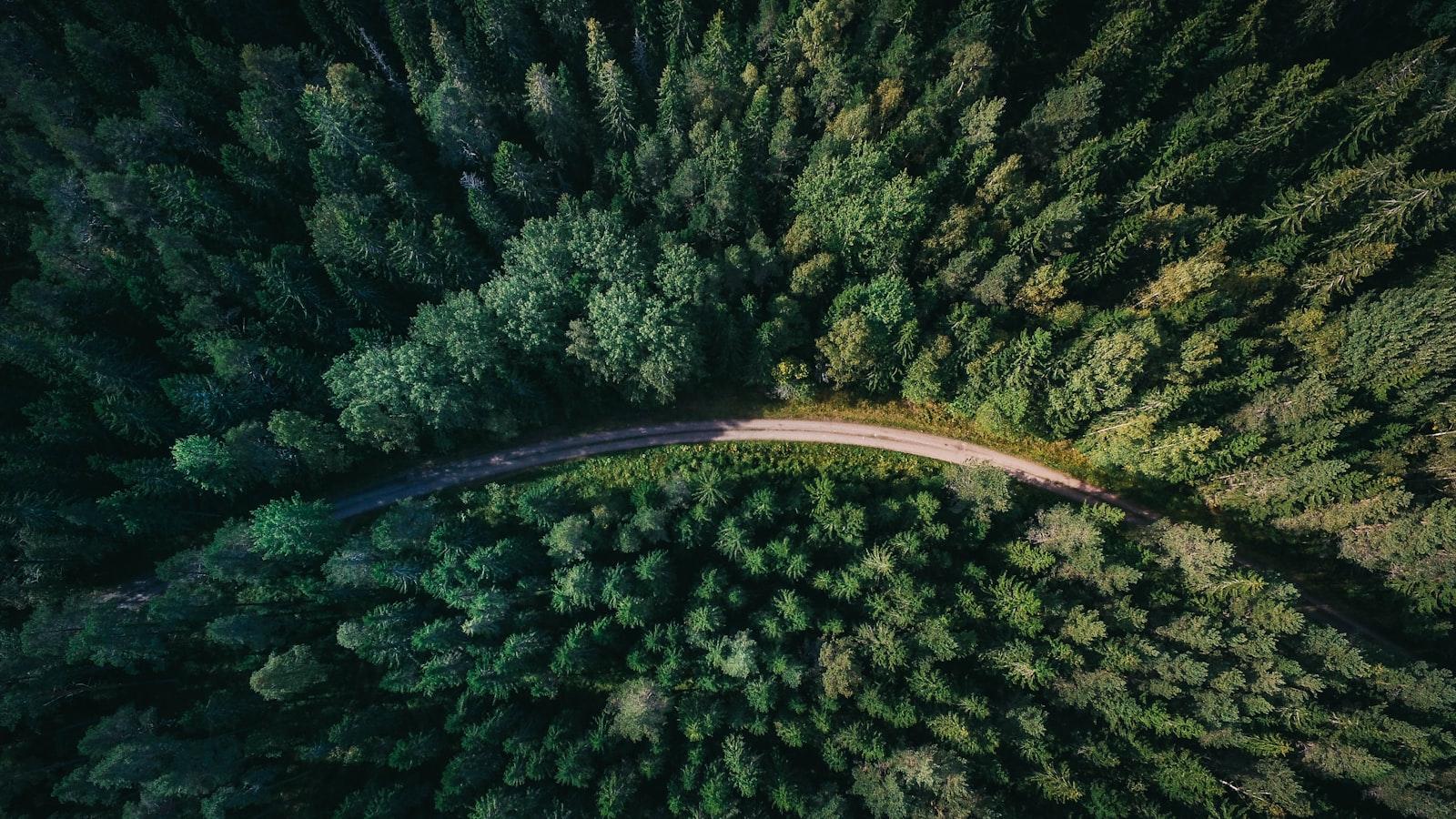 How to Expedite Tree Council Permit Approvals