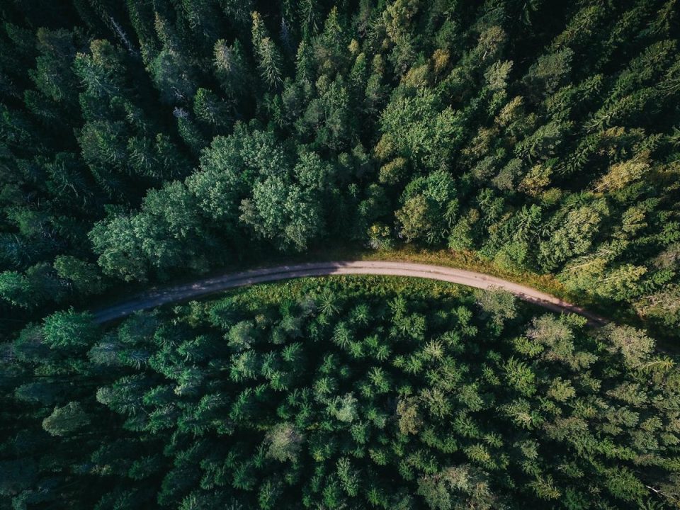 How to Expedite Tree Council Permit Approvals
