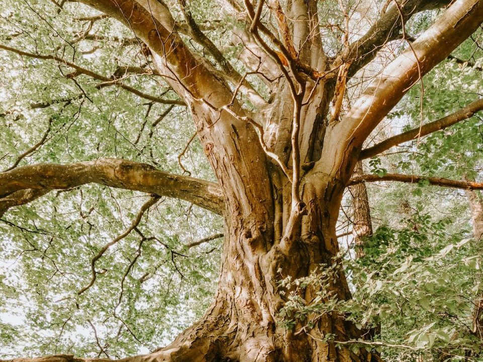 The Importance of Tree Roots in Ecosystems