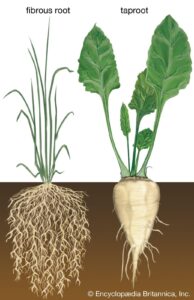 Root Management and Care