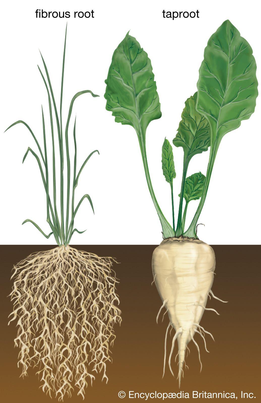 Root Management and Care