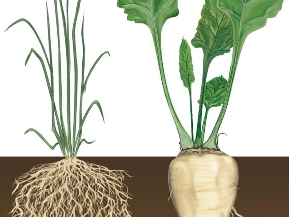 Root Management and Care
