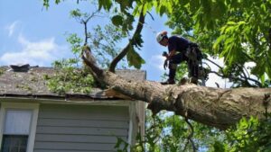 Tree Removal: Addressing Public Concerns