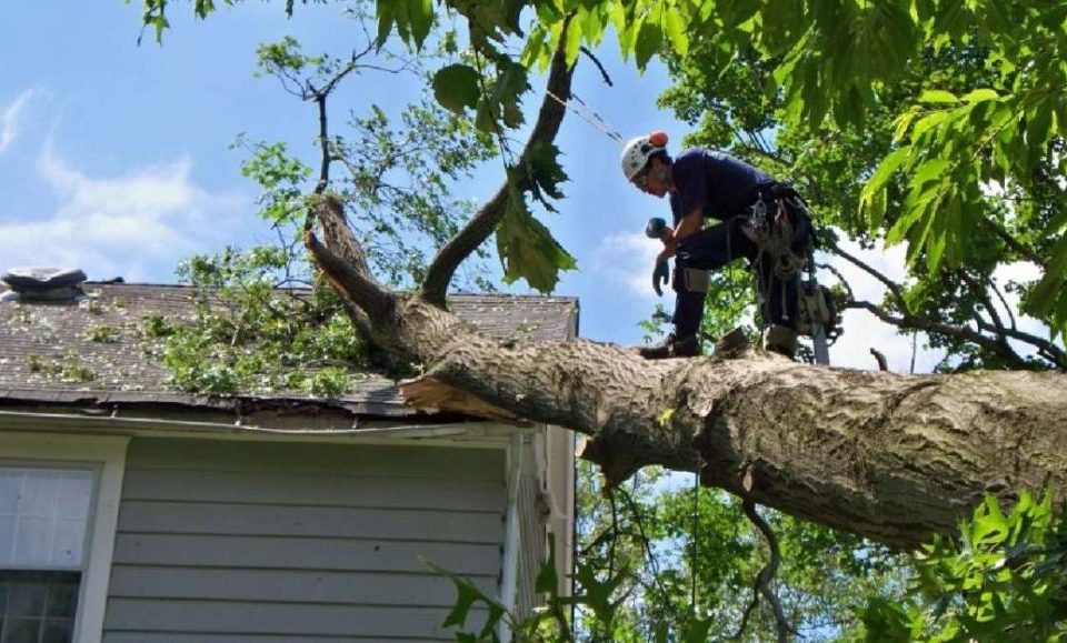 Tree Removal: Addressing Public Concerns