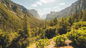 The Role of Trees in Urban Renewal