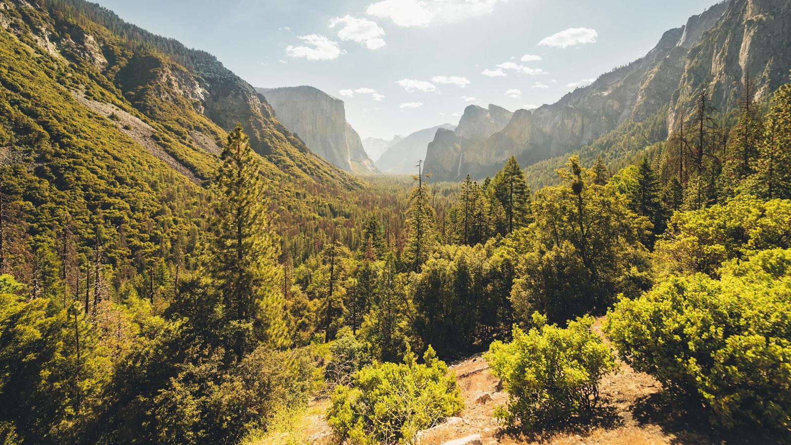 The Role of Trees in Urban Renewal