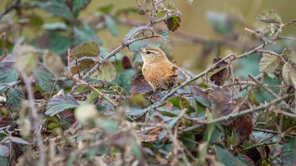 Stump Removal for Safety and Aesthetics