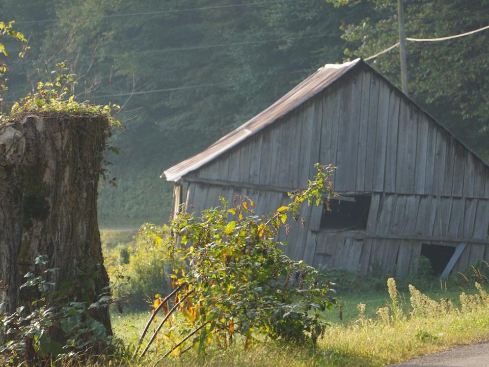 Stump Removal and Its Role in Landscape Beautification