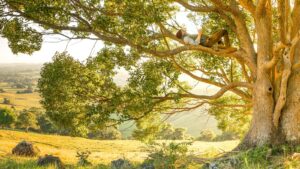 Trees in Religious and Spiritual Practices