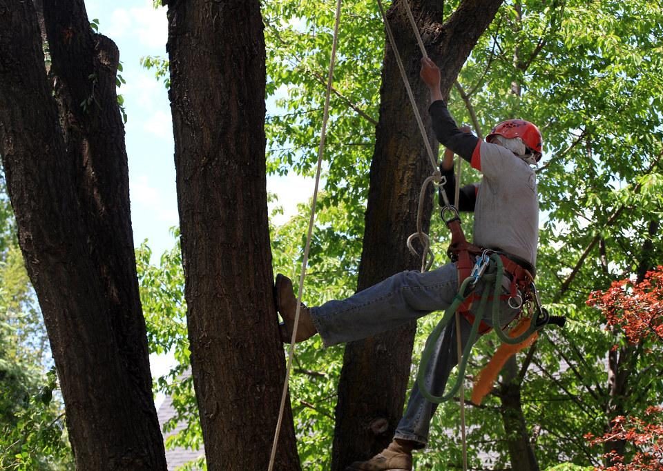 Trees and Their Role in Sustainable Agriculture - Simpsons Tree Service