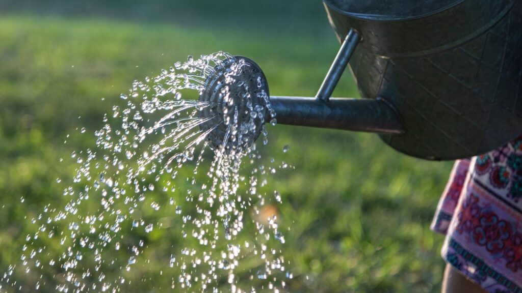 Watering Strategies for Different Tree Types