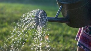 Watering Strategies for Different Tree Types