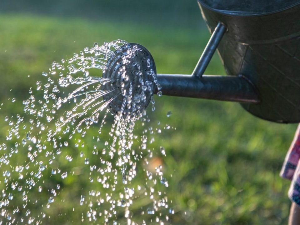 Watering Strategies for Different Tree Types