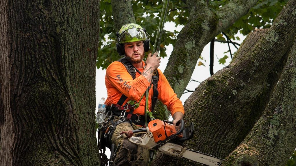 Utilizing Arborist Reports for Tree Risk Assessment - Simpsons Tree Service