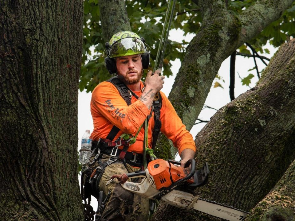 The Importance of Arborist Reports in Tree Removal Decisions