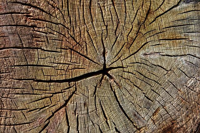 Stump Removal: A Necessary Step in Tree Care