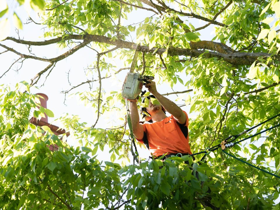 The Process of Obtaining Tree Council Permits