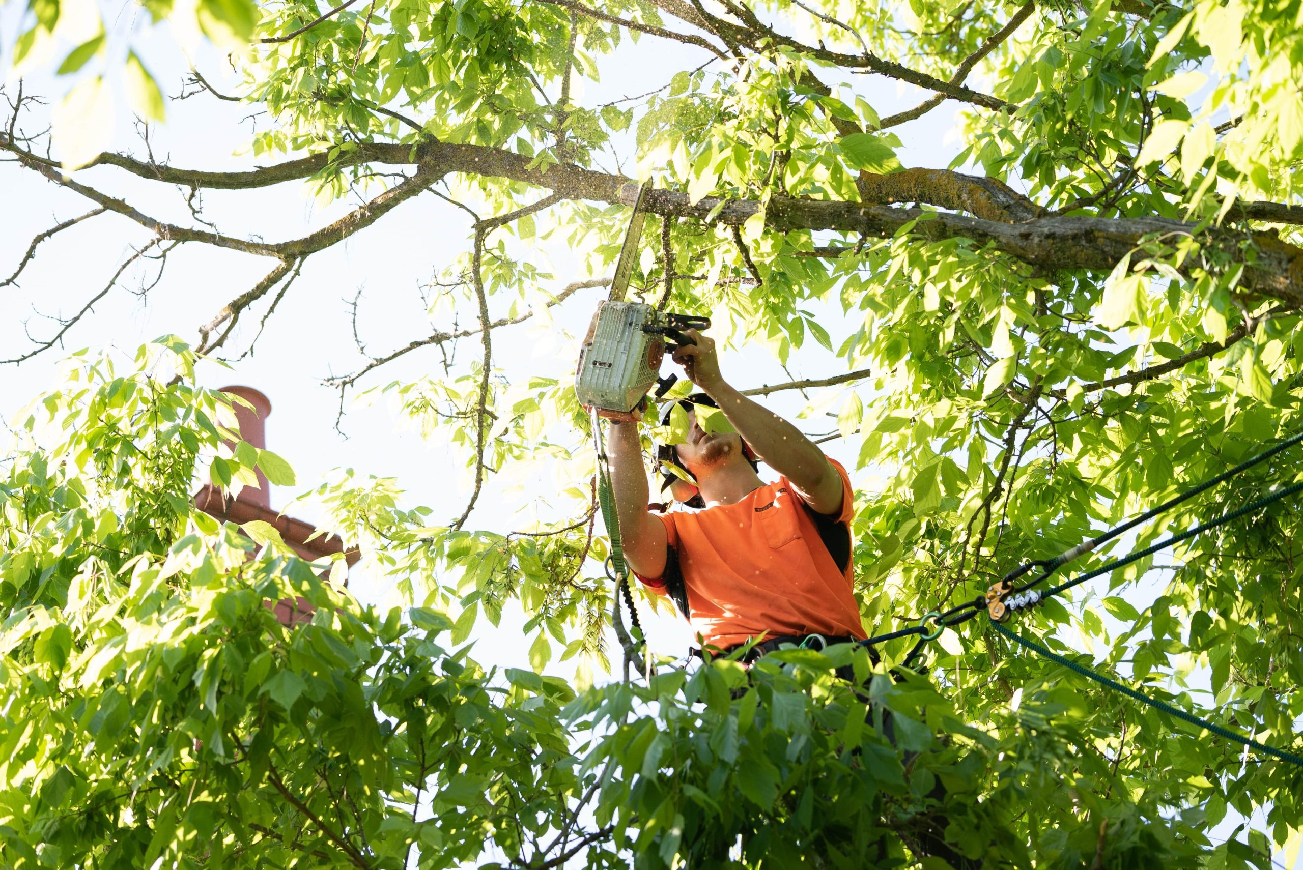 The Process of Obtaining Tree Council Permits