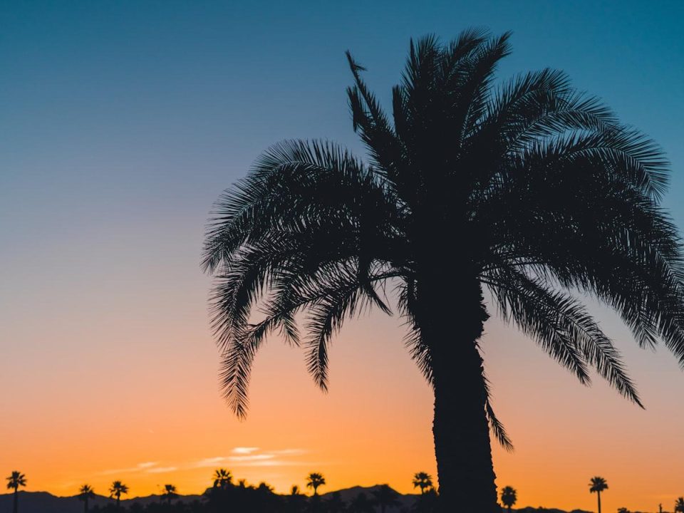 Tree Removal: A Guide to Safe and Efficient Practices