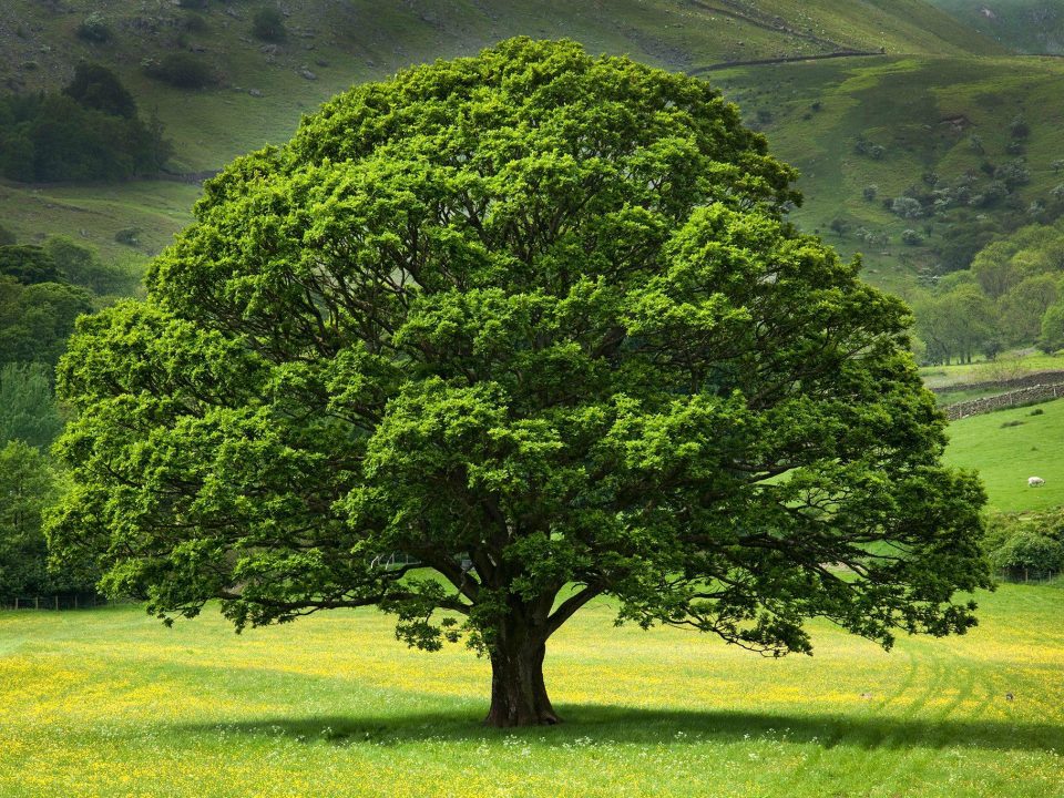 Tree Inspection and Assessment