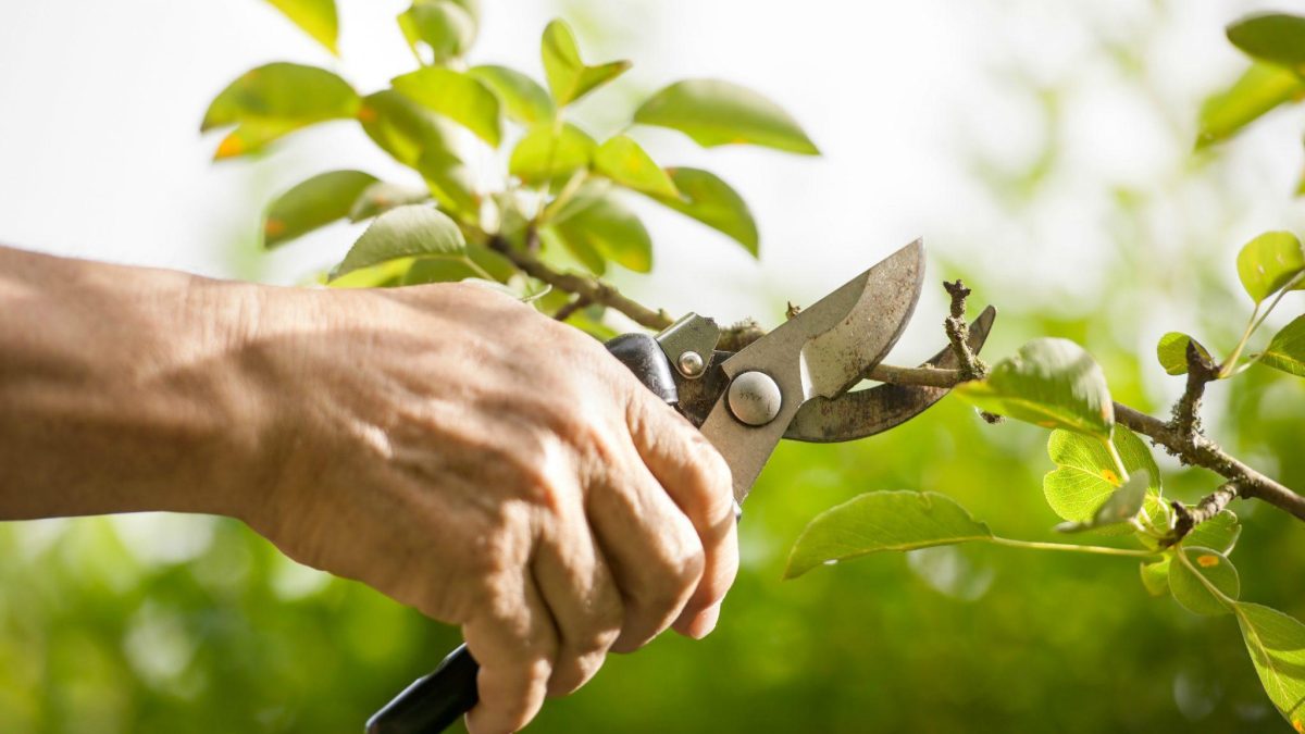 Pruning for Tree Structure and Stability