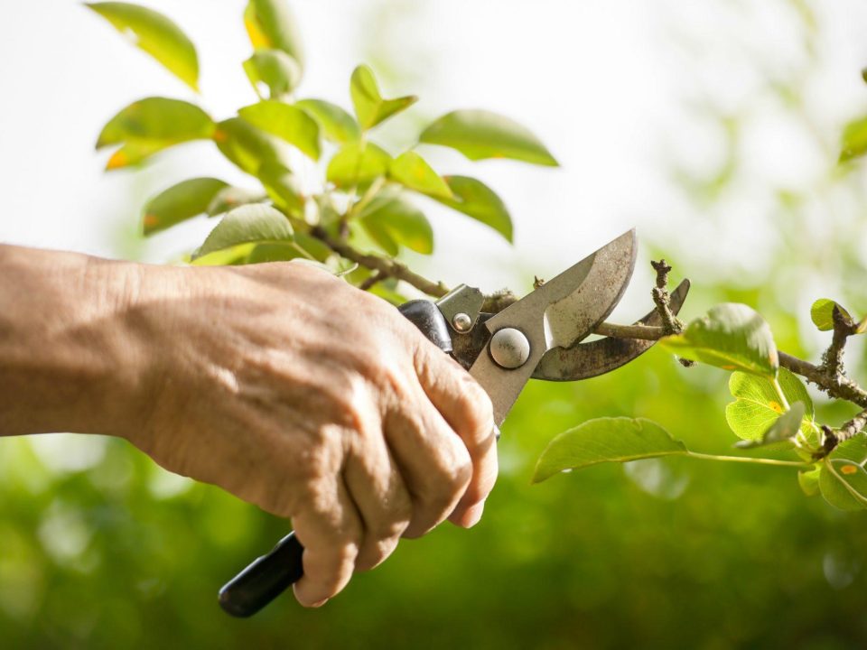 Pruning for Tree Structure and Stability