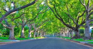 The Benefits of Tree-Lined Streets
