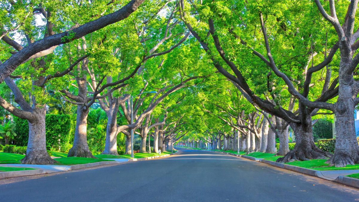 The Benefits of Tree-Lined Streets