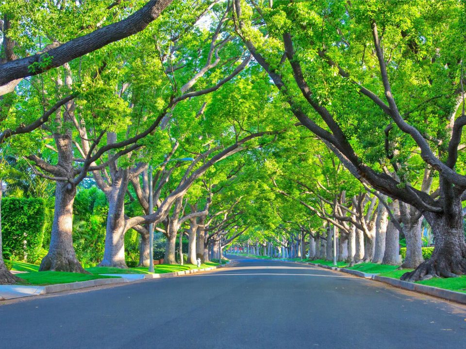 The Benefits of Tree-Lined Streets
