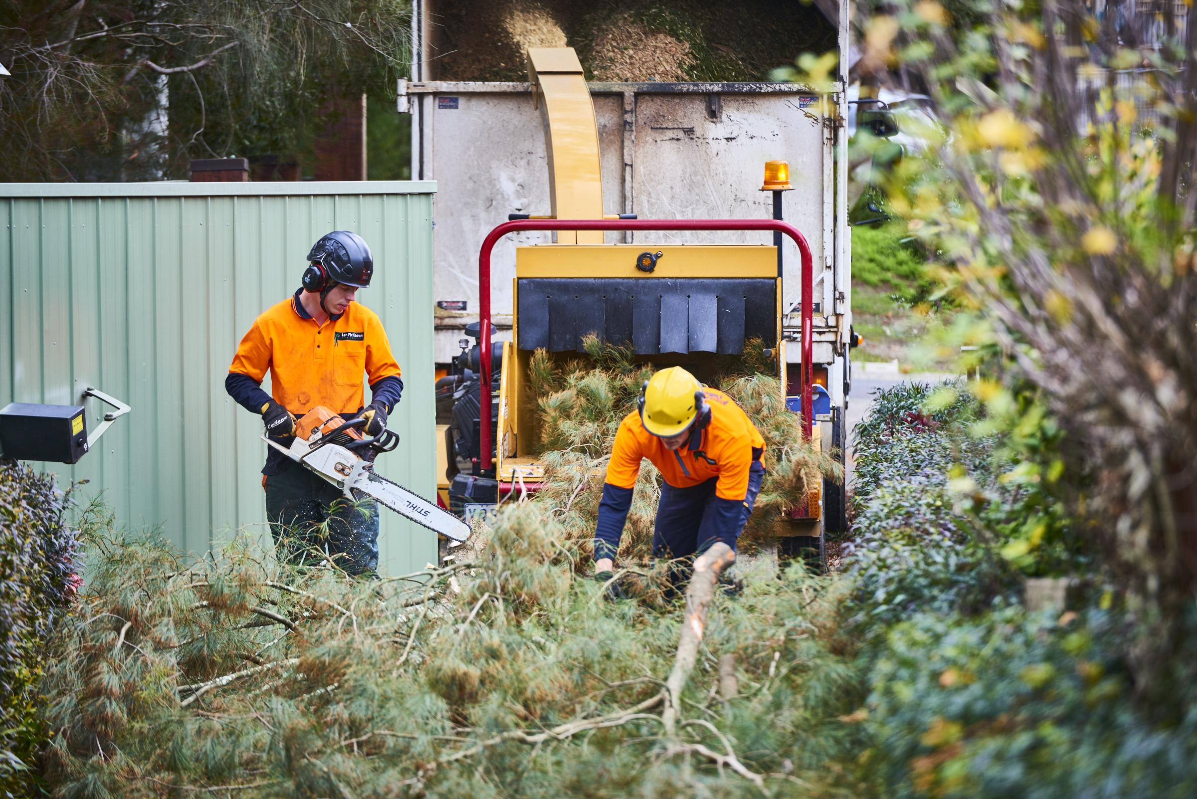 Navigating the Complexities of Tree Council Permits