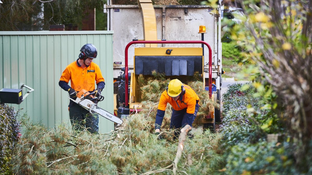 Navigating the Complexities of Tree Council Permits