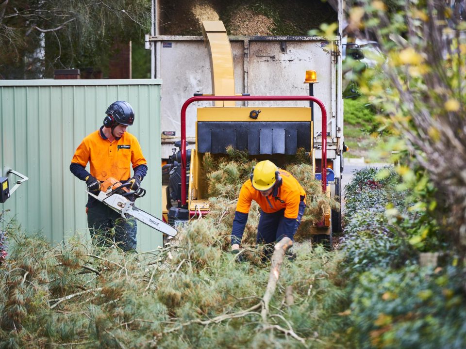 Navigating the Complexities of Tree Council Permits