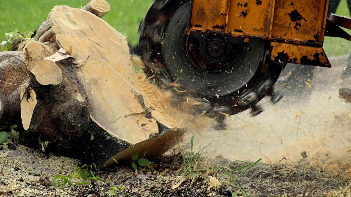 Stump Removal: A Critical Step in Tree Management