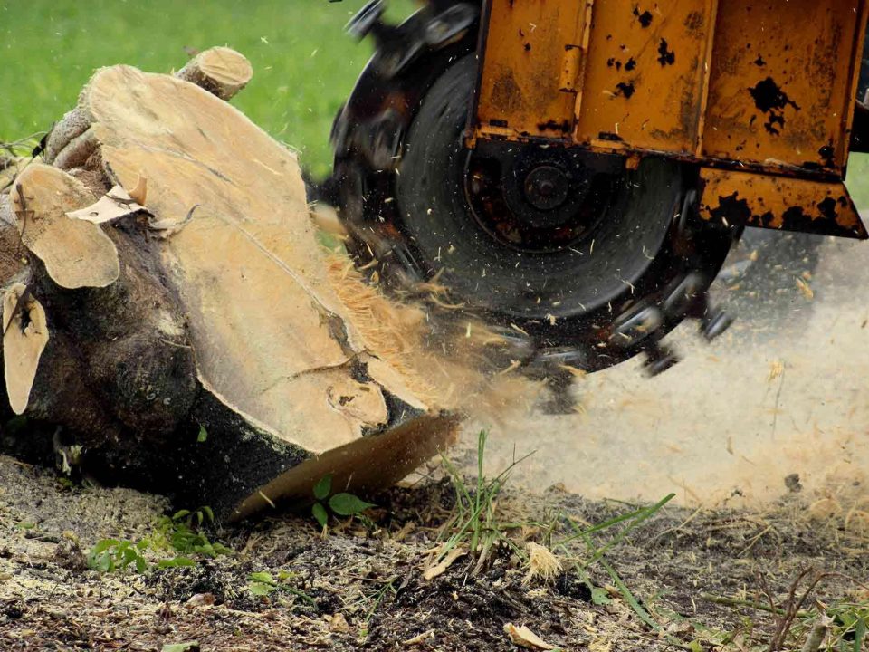 Stump Removal: A Critical Step in Tree Management