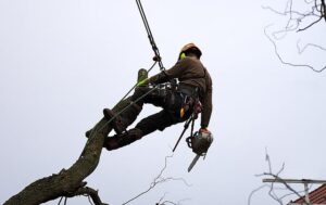 Tree Transplanting Techniques