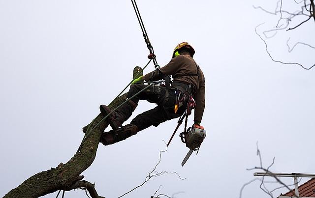 Tree Transplanting Techniques